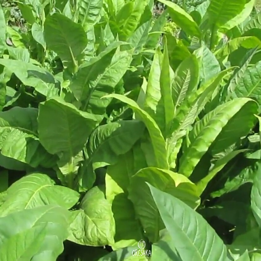 dubek tobacco Tobacco Dubek foothill fresh seeds, Nicotiana tabacum