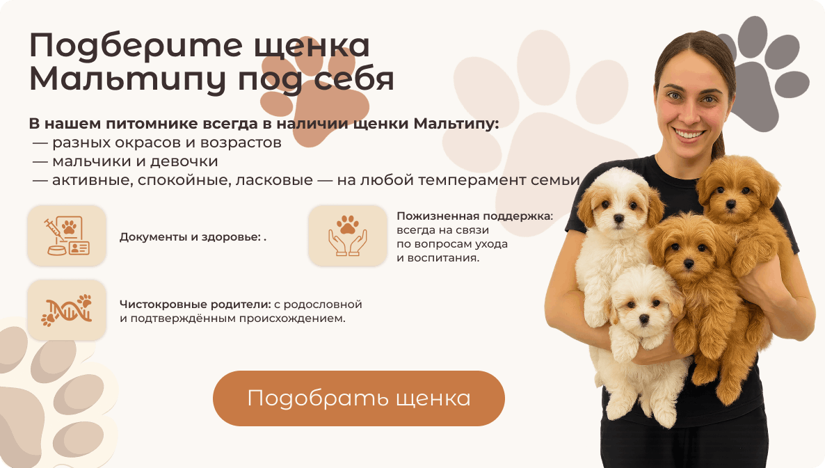 Щенки Мальтипу из питомника Maltipoo Deluxe. Лучший друг от заботливого заводчика.