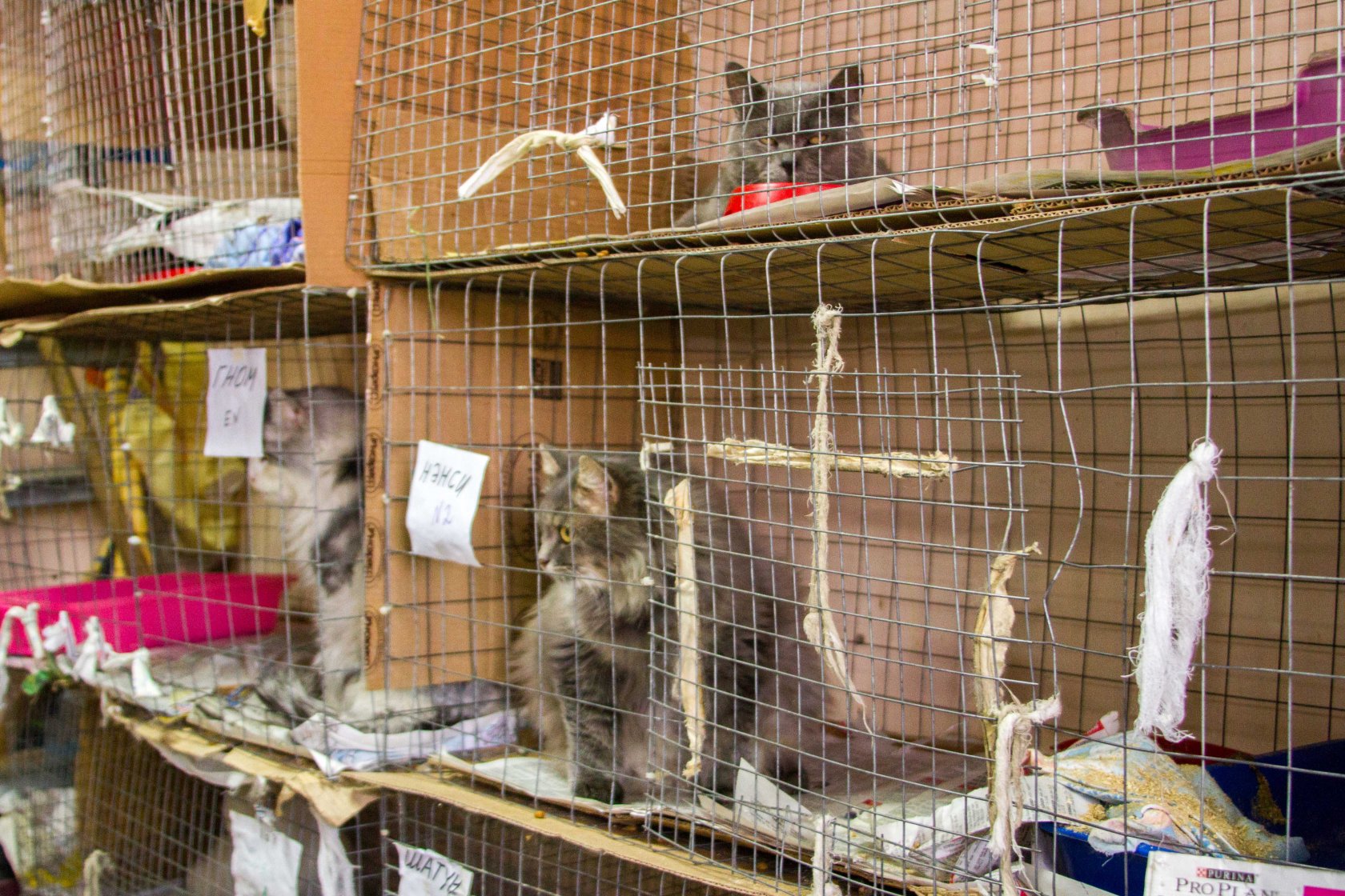 Кошками нижний новгород. Кошачий приют в Нижнем Новгороде. Приют Приморско Ахтарск для животных. Приют для животных кошки. Питомник для бездомных кошек.