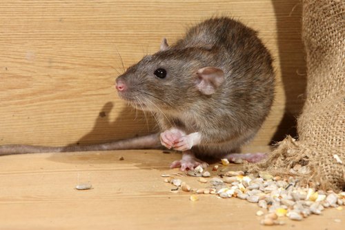 How to get rid of rats (rodents) in a restaurant