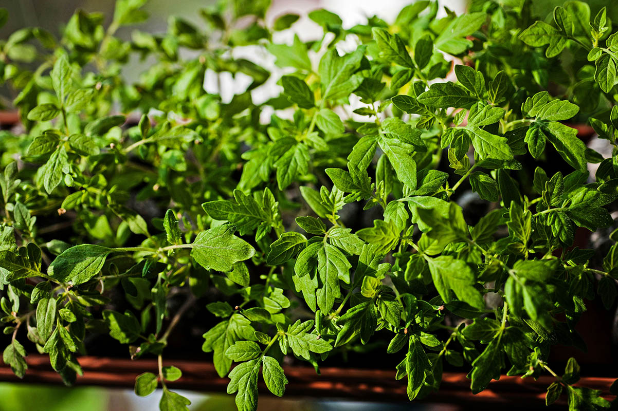 Gardener hardening off seedlings in a shaded area to prepare for transplanting