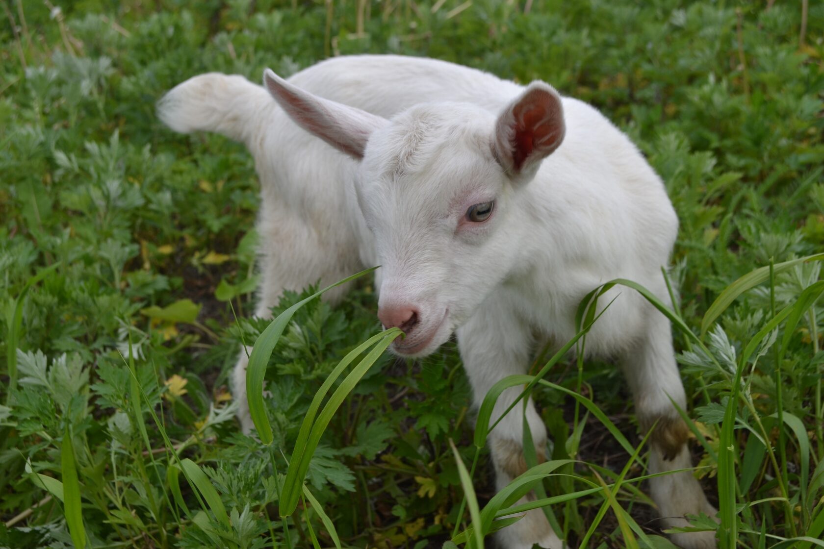 коза молоко. заведи козу. заведи козу. заведи козу. заведи козу.
