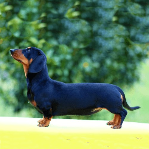 Такса карликовая