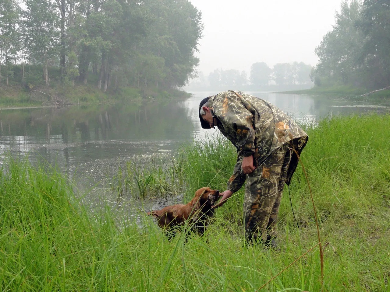 Спаниель подаёт битую дичь с воды