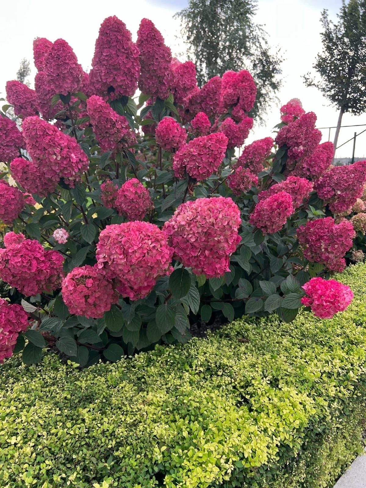 Гортензия метельчатая самарская лидия