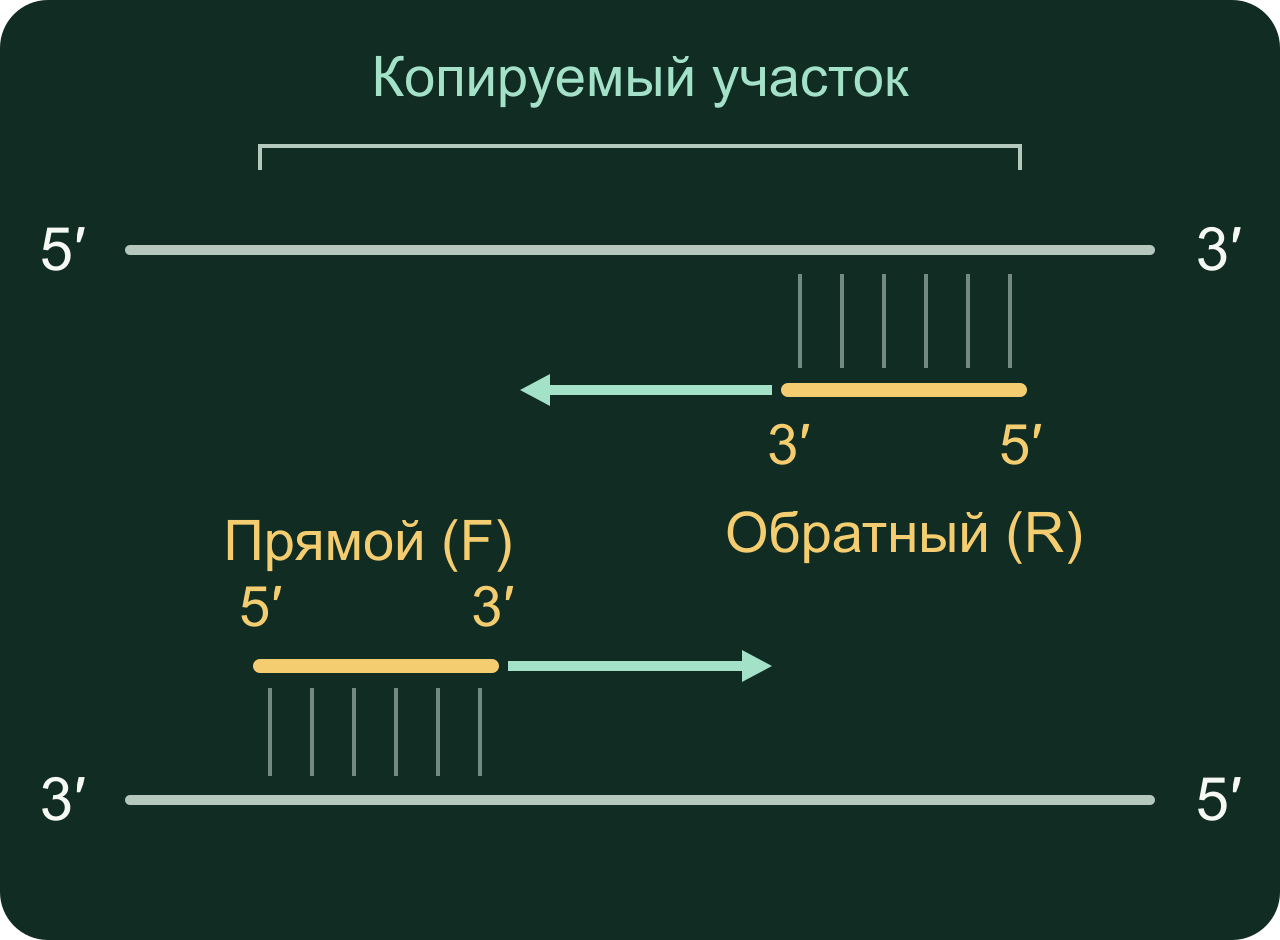 Прямой и обратный праймеры ПЦР: 3′-концы и стрелки удлинения обращены внутрь участка