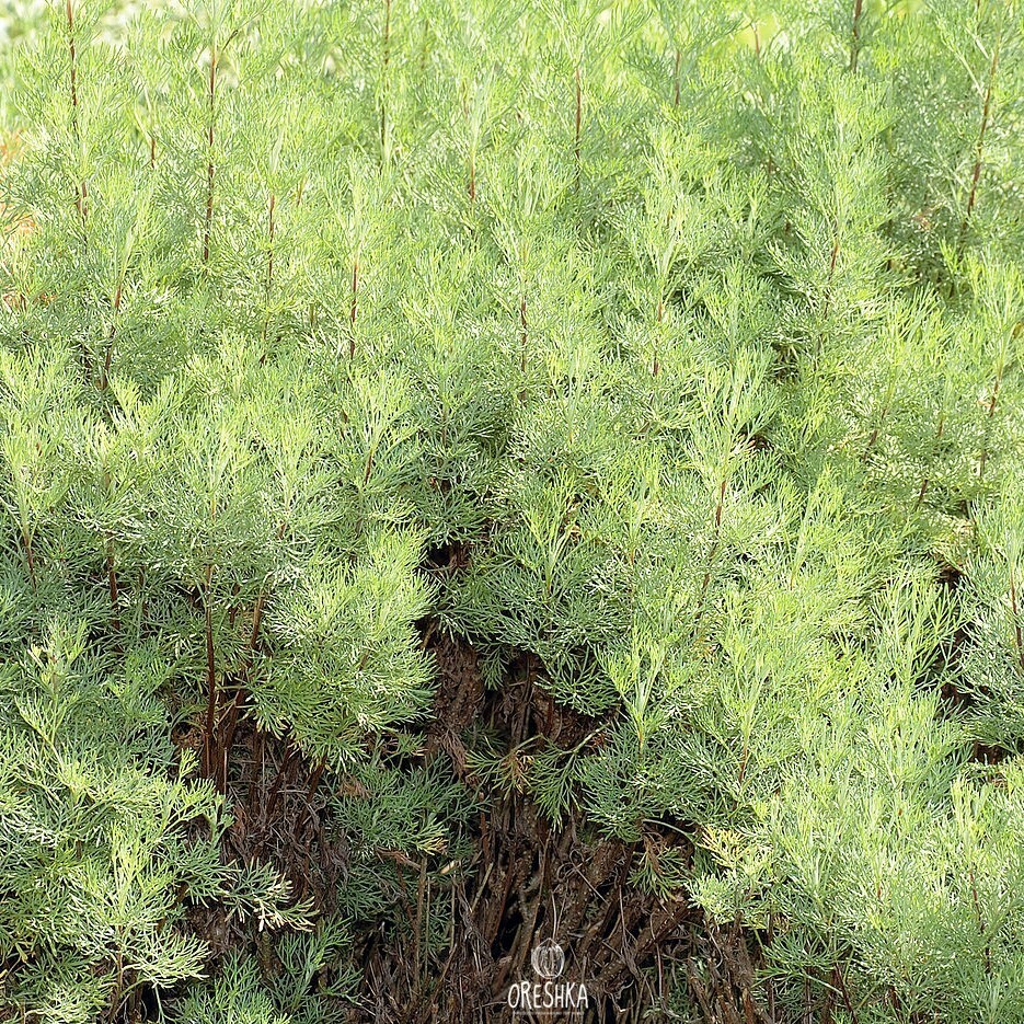 Полынь-абротан(Artemisia abrotanum).