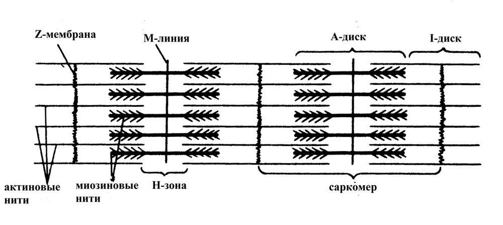Строение саркомера и расположение актиновых и миозиновых нитей