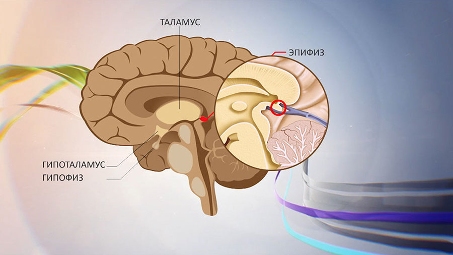 Гипофиз и эпифиз презентация