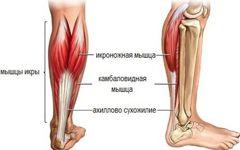 Икроножная мышца картинка