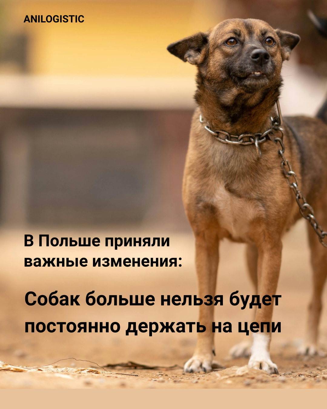 Польша запретила постоянное содержание собак на цепи — новый закон о защите животных.