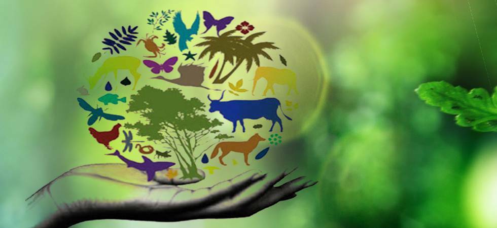 Экология диких животных. Биологическое разнообразие. Экологическое биоразнообразие. Сохранение биоразнообразия. Биоразнообразие это в экологии.