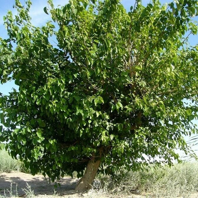 Семена Шелковица белая (Morus alba), 30 штук AliExpress