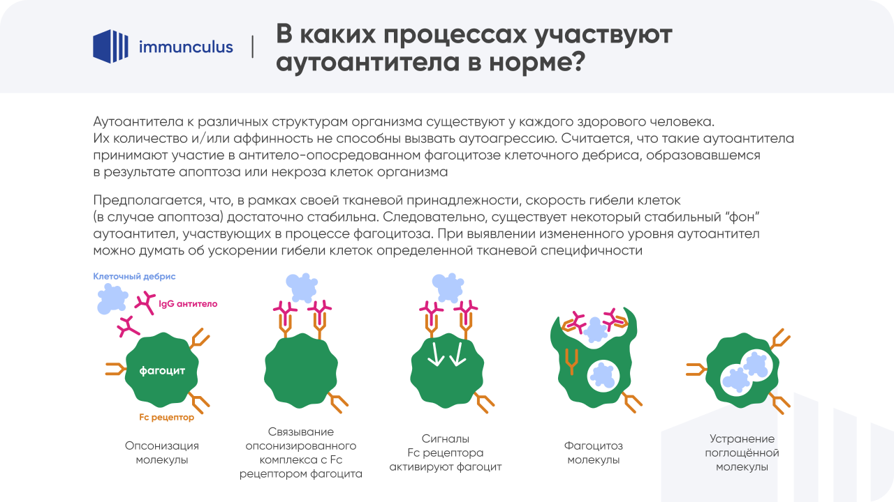 презентации immunculus, пример оформления слайда