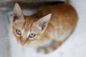Цистит у кошек и котов - симптомы, диагностика, лечение и профилактика
