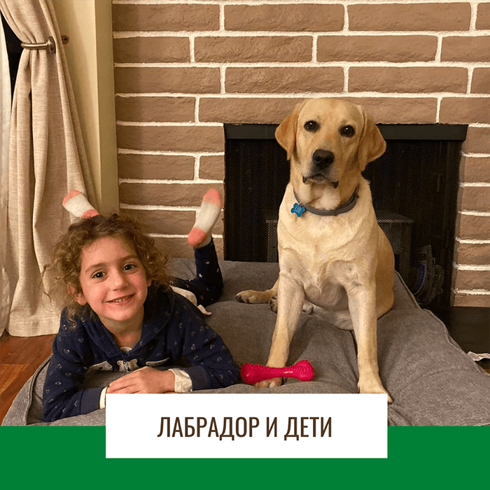 Лабрадор и дети