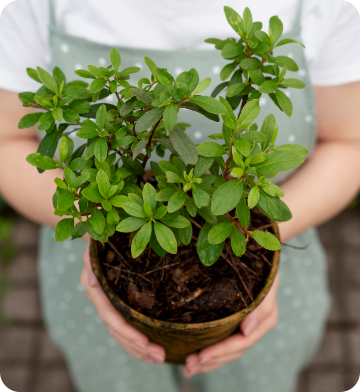 На фотографии изображён человек, который держит растение с зелёными листьями в глиняном горшке. Растение имеет много ветвей и пышную крону.