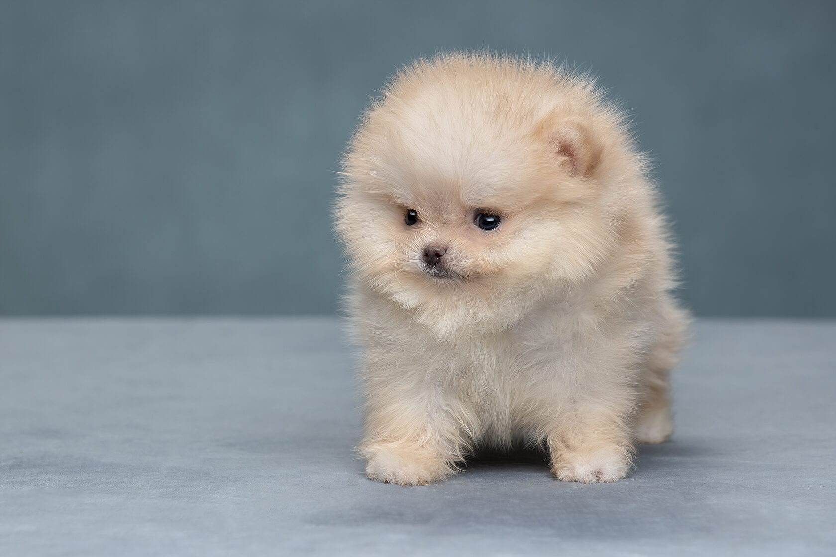 покупки для шпица. щенки шпица спб недорого. малыши шпица в спб 2022 год. миниатюрный померанский шпиц мытый. щенки шпица спб недорого.