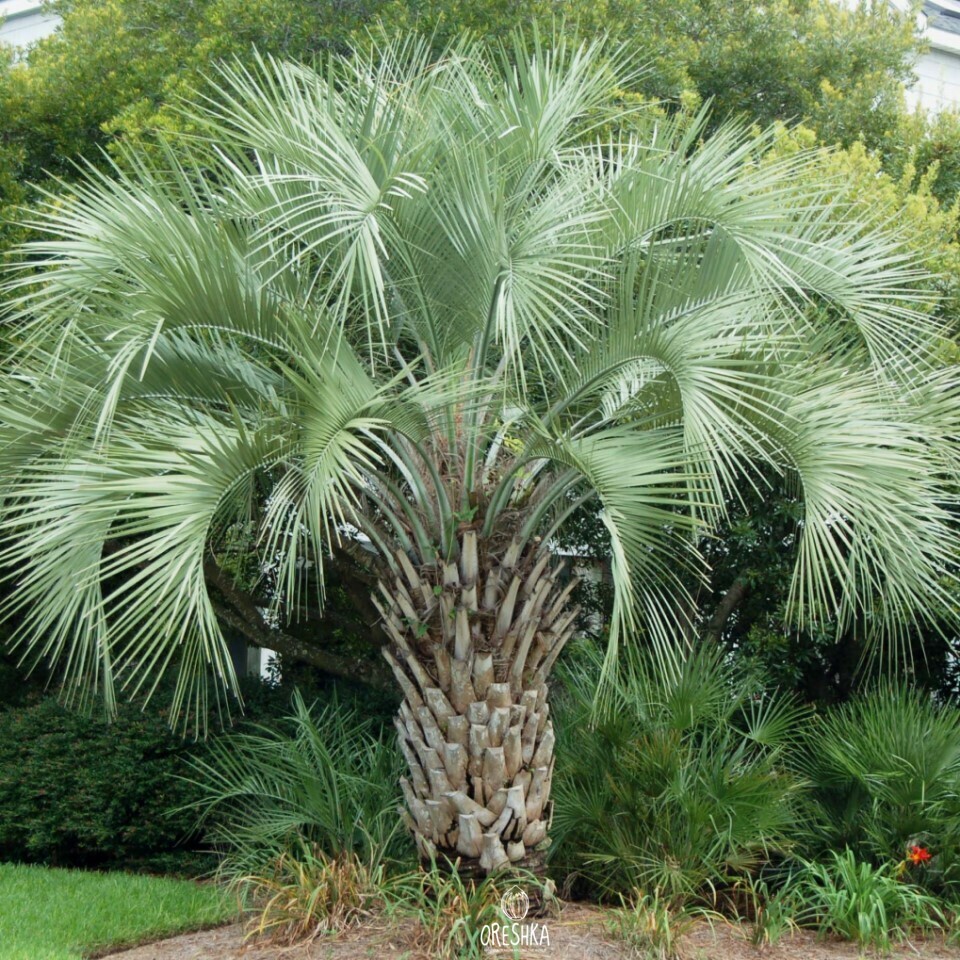 Кавказская пальма с вечнозелеными листьями