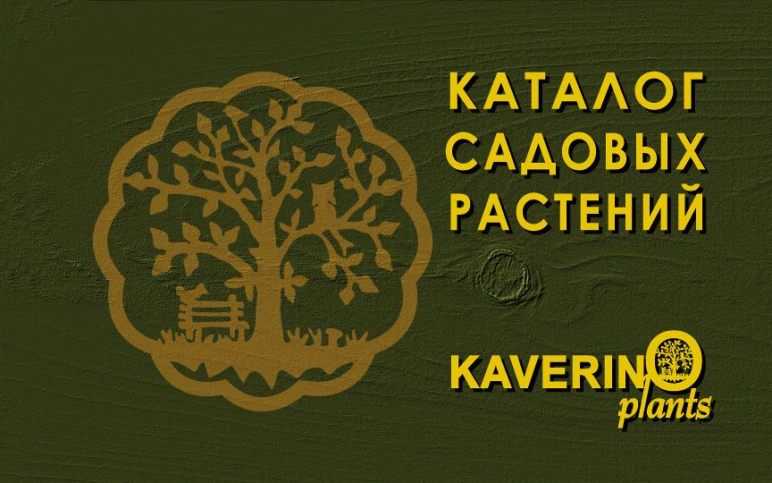 Питомник «КАВЕРИНО плантс». Садовый центр KAVERINO …