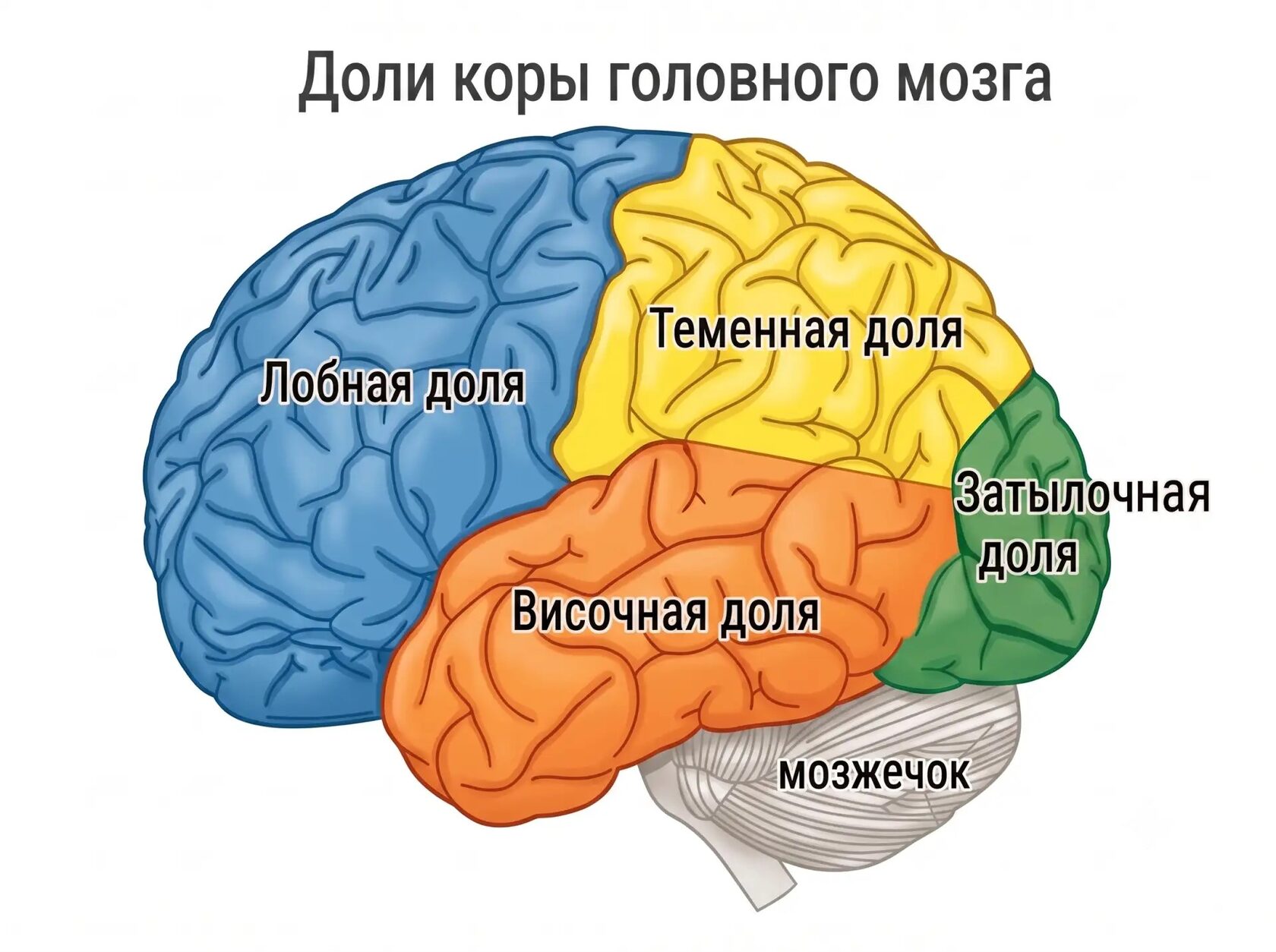 Доли коры головного мозга