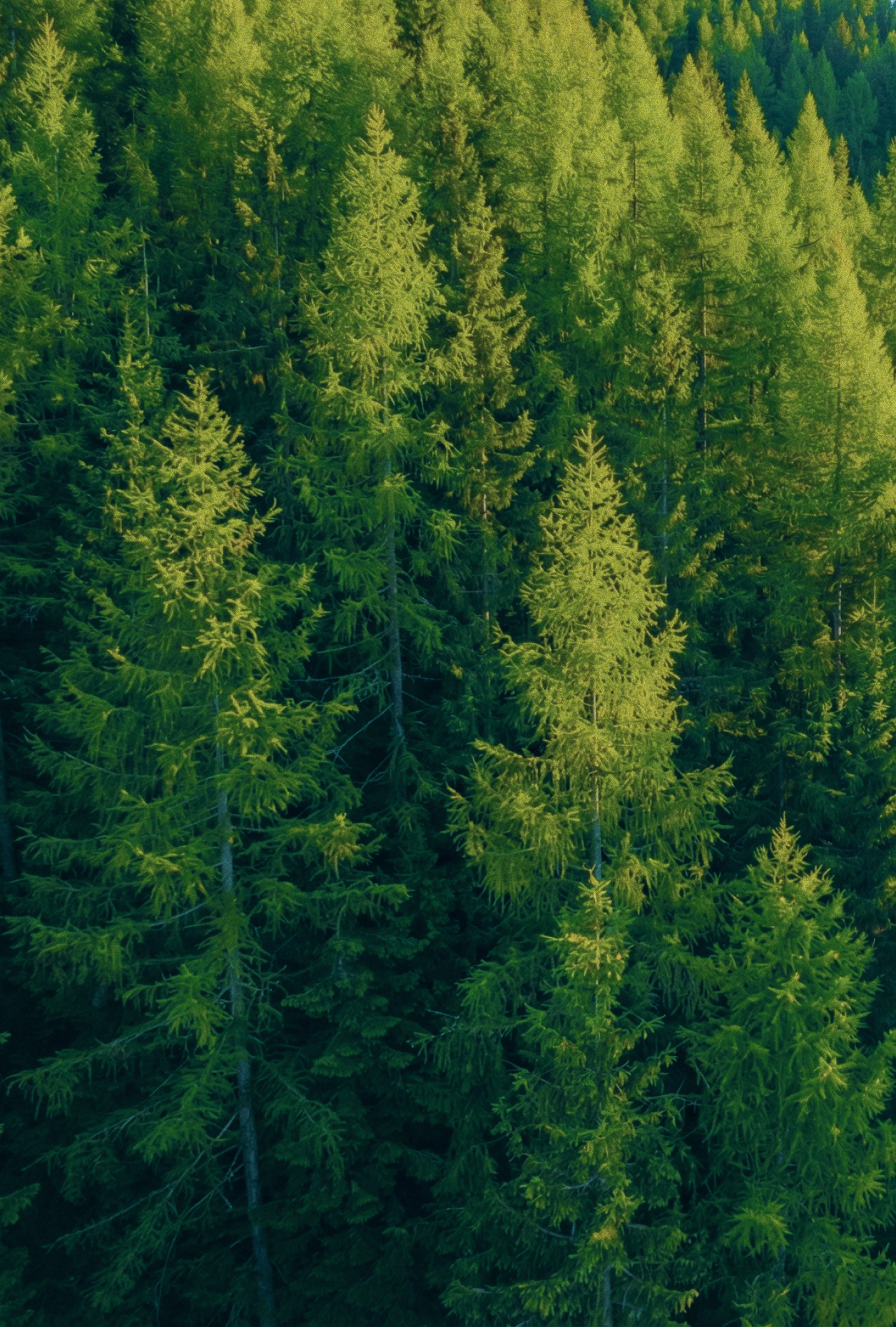 Кипарис - верхние ноты аромата