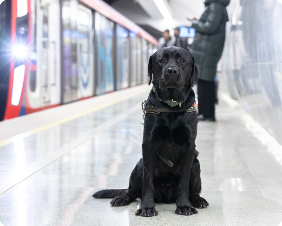 На фото на длинной платформе метро сидит довольно крупный черный лабрадор Эйс. Собака сидит ровно, смотря прямо на фотографа. Уши Эйса немного отведены назад, глаза широко открыты. На нем надета шлейка собаки-поводыря черного цвета и классический кожаный ошейник болотного цвета. Позади Эйса слева подъезжает поезд метро и стоят люди в теплых куртках, ожидающие посадки.