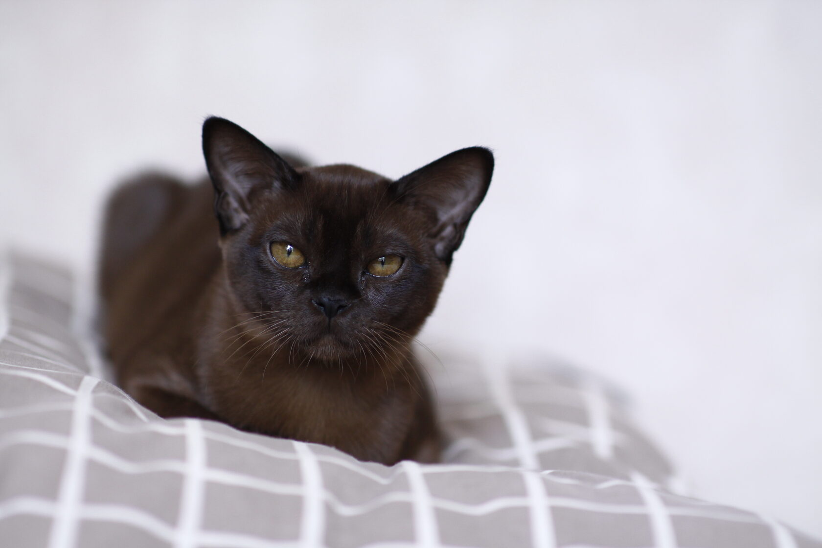 Бурма соболиного окраса Miyagi