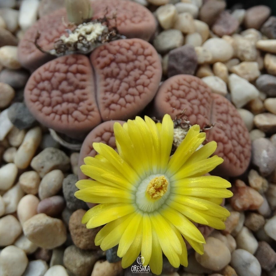 Seeds of Succulent Lithops hookeri f. vermiculate (Lithops hookeri f. Vermiculate) — 10 pcs