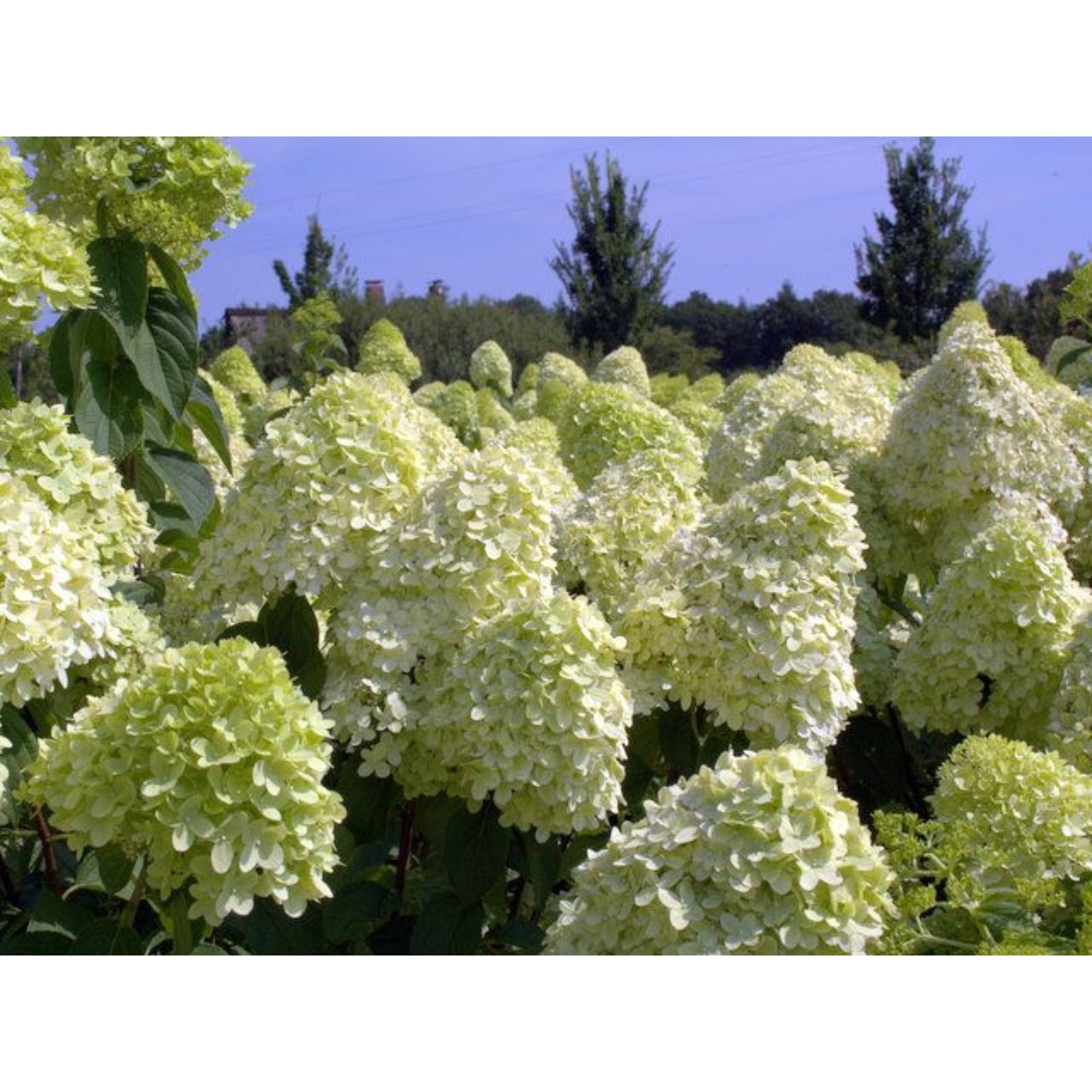 Гортензия метельчатая пансана