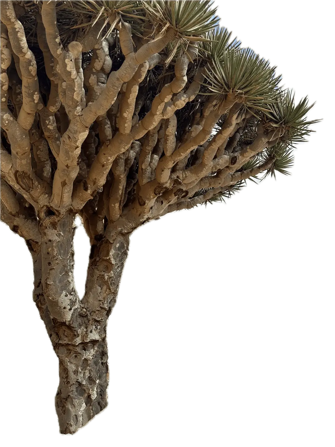 Львица - Тур в ЮАР