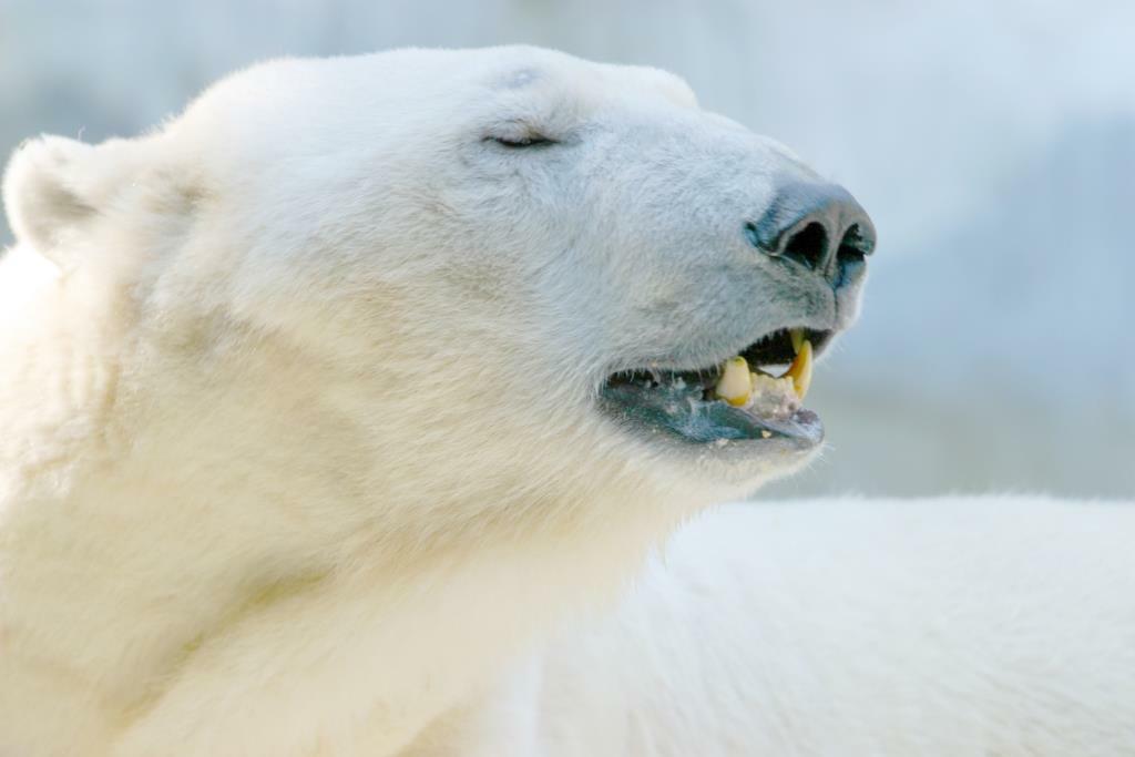 белые медведи 2023 вымирание, белый медведь, белые медведи 2023, где белые медведи, белые медведи живут, белый медведь какой, белые медведи вымирают, про белого медведя