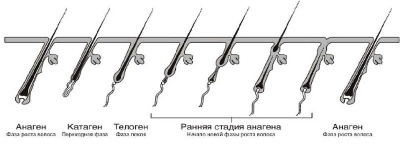 Анаген телоген катаген фото