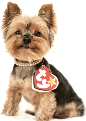 груминг йорка