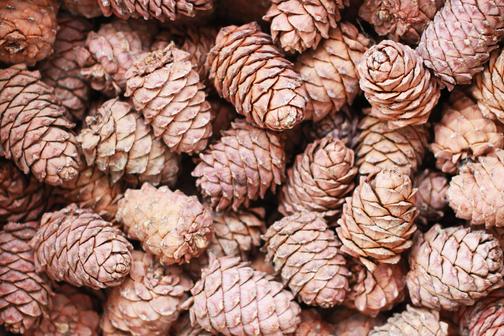 Приём кедровой шишки и кедрового ореха в Уссурийске дорого!