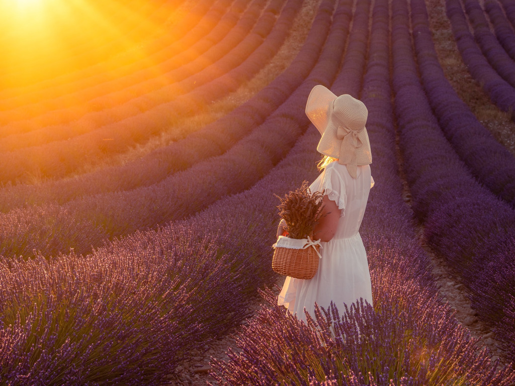 закат лаванда поле девушка корзинка букет солнце