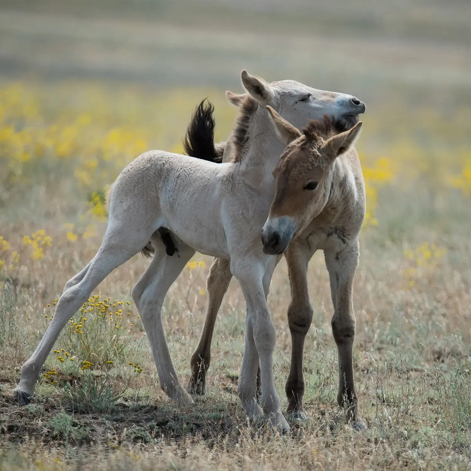 Дикая лошадь
