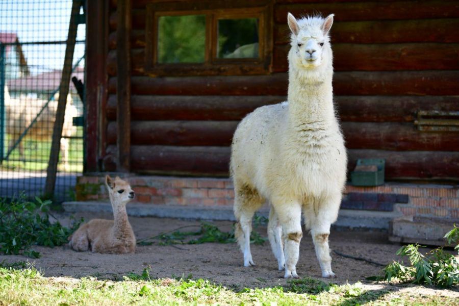 Альпака парк ярославль заволжский район фото ZOO-каникулы