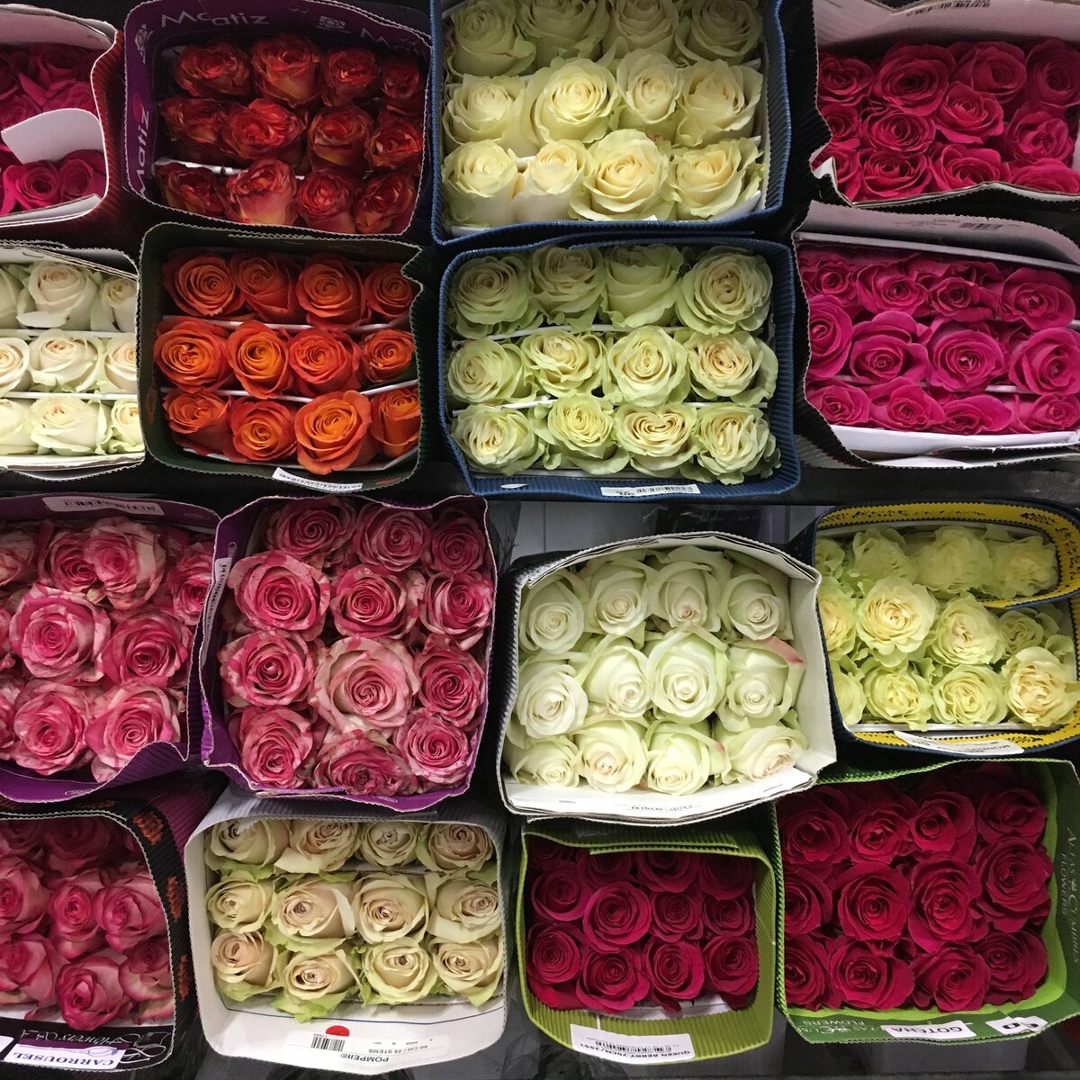 Розы Купленные В Магазине