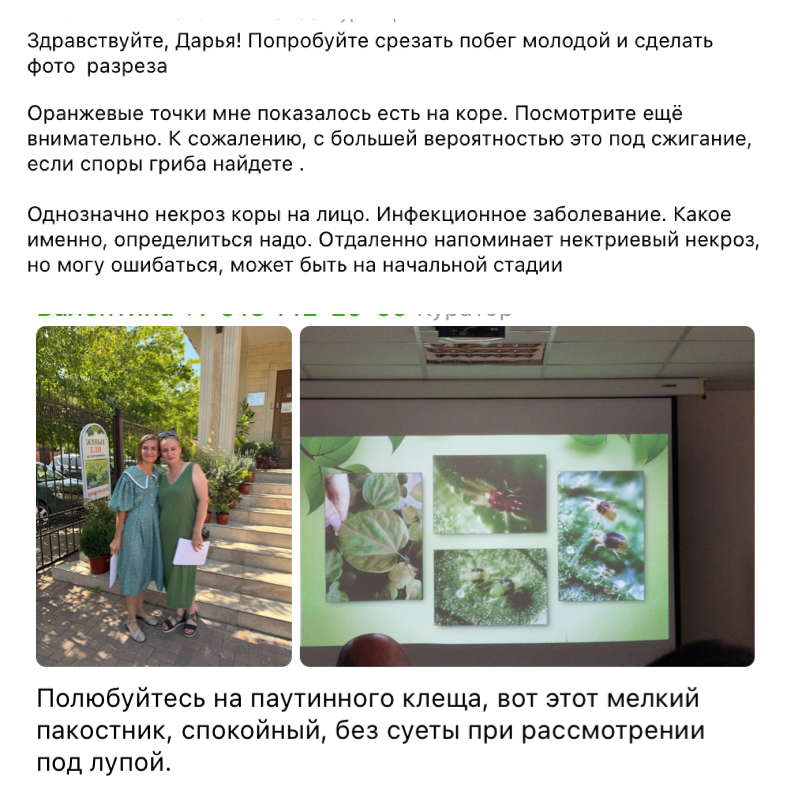 Ответ куратора на вопрос участницы в чате