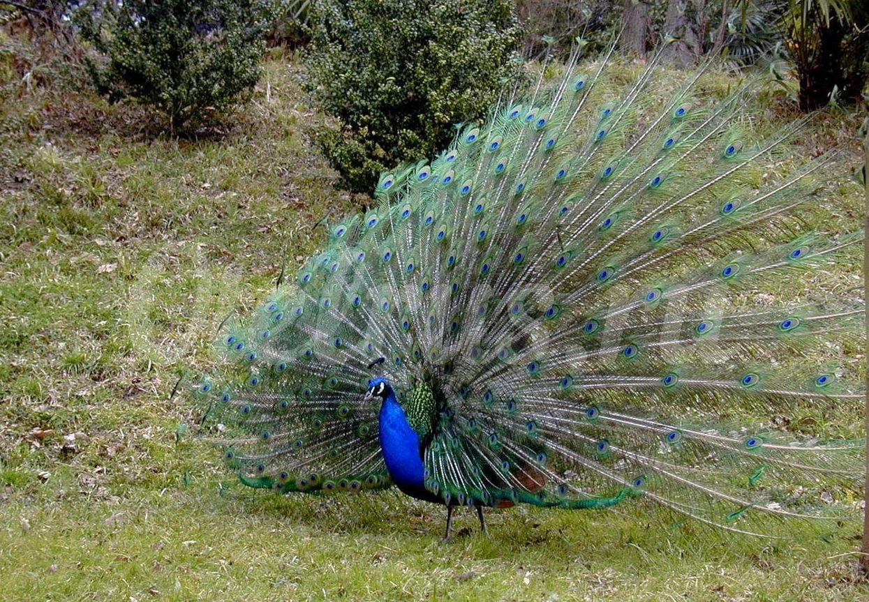 сочинский парк животные