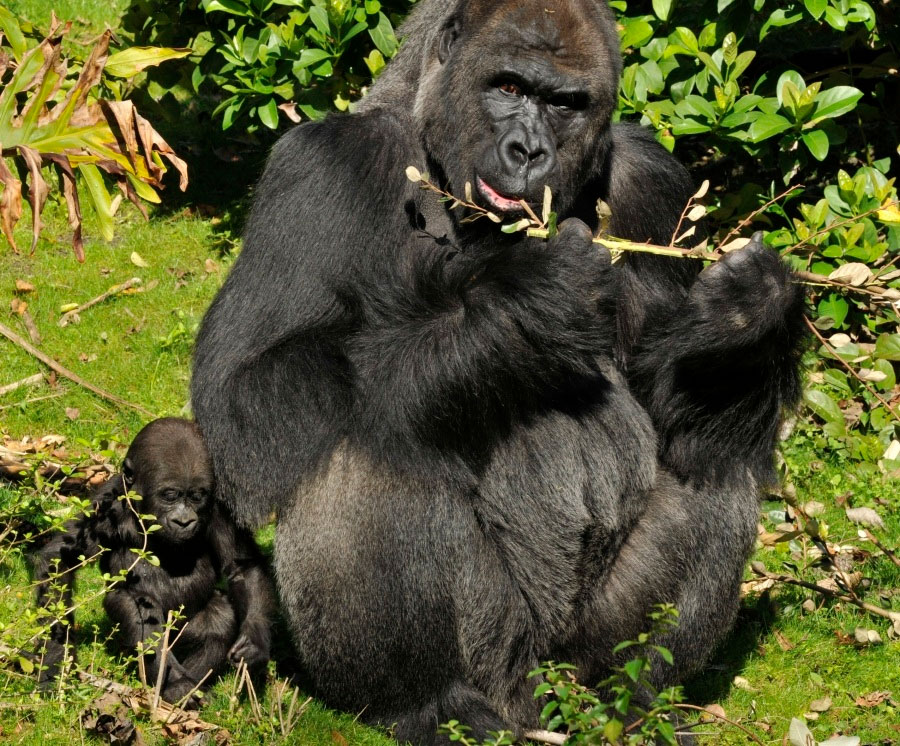 Сколько стоит горилла. Амбассадор гориллы. Акут горилла. Горилла Макумба. Горилла ростом 2 метр.