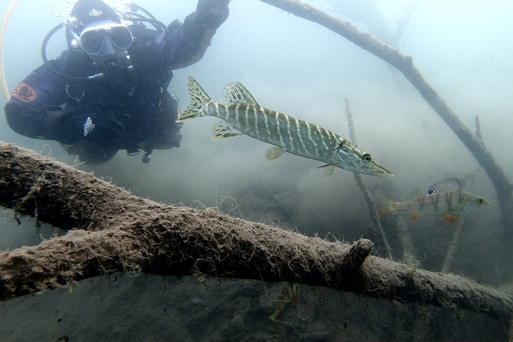 обучение дайвингу в Москве