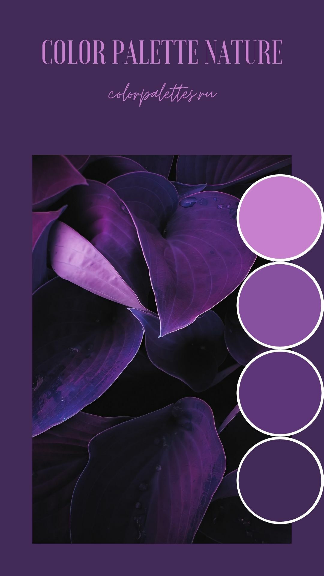 Purple flower palette