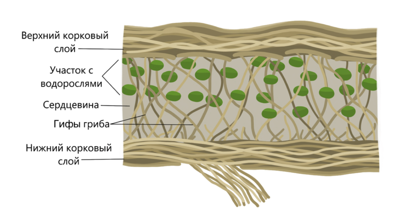 Клетки водорослей образованы. Строение лишайника. Клетки водоросли с гифами гриба. Строение лишайника ЕГЭ биология. Клеточная стенка лишайника.