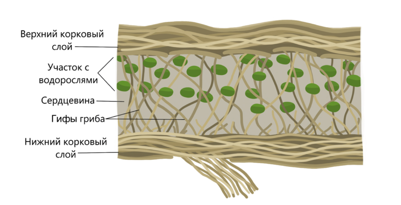 Водоросли среди гиф образуют органические вещества