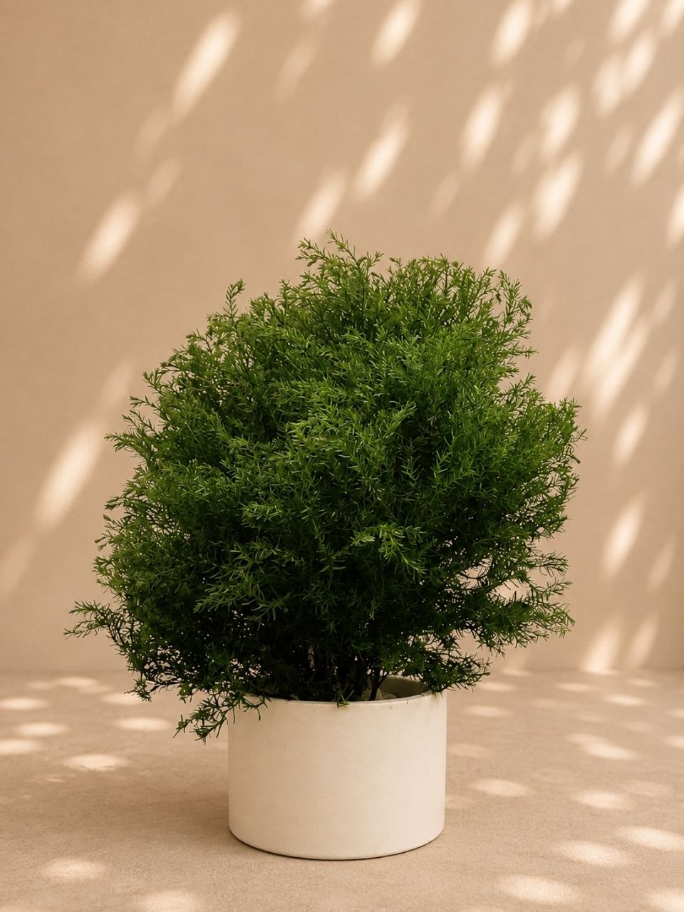 Thuja Rheingold