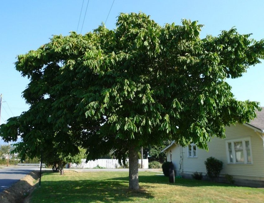 Взрослое дерево. Орех маньчжурский (Juglans mandshurica). Маньчжурский (думбейский) орех. Орех маньчжурский (Juglans nigra l.). Орех маньчжурский(Juglans mandshurica Maxim).