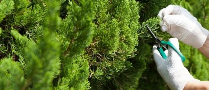 Правильная обрезка хвойных деревьев - важный этап ухода за растениями, который способствует их здоровью, красоте и долголетию.    Данная статья о ключевых аспектах обрезки хвойных деревьев и в какое время лучше это делать.