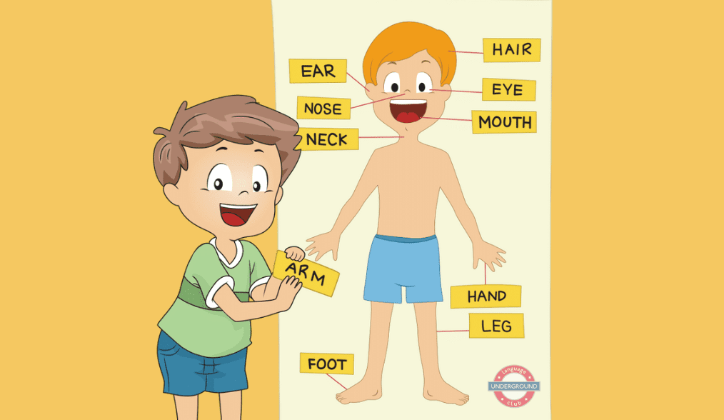 Части тела на английском для детей